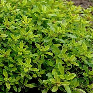 May include: A dense cluster of small, vibrant lime-green leaves growing on thin, branching stems. The foliage is characterized by numerous tiny, oval-shaped leaves arranged in a tight, overlapping pattern, creating a lush, textured ground cover.