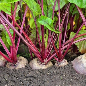 May include: A cluster of fresh beetroots growing in dark soil, featuring round, dusty purple-red root vegetables with vibrant, long, thin magenta stems and large, textured green leaves with prominent purple veins extending from the base.