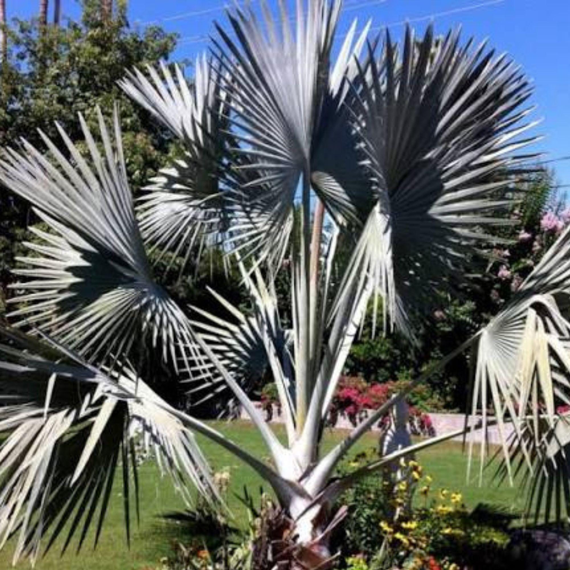 Bismarckia Nobilis - Etsy