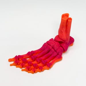 Puede incluir: Un modelo anatómico de esqueleto de pie impreso en 3D con un esquema de color degradado que transita de naranja vibrante en los dedos y el talón a un rosa magenta intenso en el mediopié y los huesos del tobillo, mostrando articulaciones.