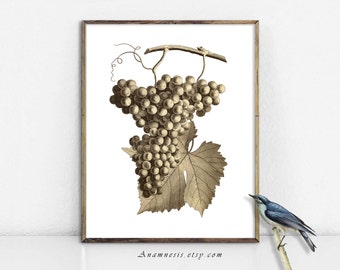 GRAPES IN SEPIA - large digital image download - printable antique fruit illustration for image transfer - totes, pillows, wall decor