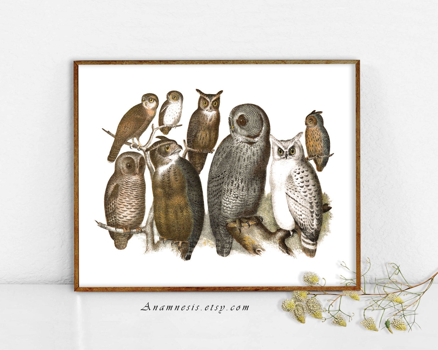 OWL COLLAGE - High Res Digital Image - printable antique bird illustration retooled for image transf