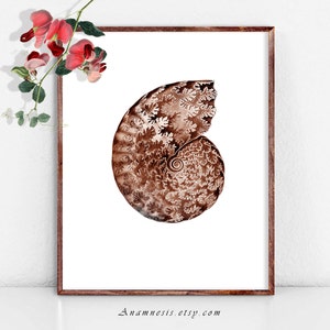 May include: A brown and white ammonite fossil print in a white frame. The print is a detailed illustration of the ammonite's spiral shell.