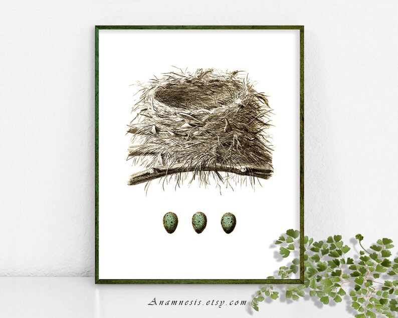 NEST with three BLUE EGGS Instant Download antique bird nest illustration to print and frame or use on totes, pillows, cards, aprons etc. image 1