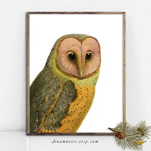 Eule Art Print - OWL 03 - Instant Digital Download - druckbare alte Vogel für Image für die Rahmung, Baumschule, Beutel, Karten, Tassen, Kissen, Stichworte