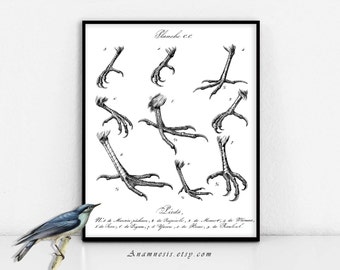 BIRD FEET COLLAGE - digital download - printable 1800's French illustration retooled for image transfer - totes, pillows, prints, fabric