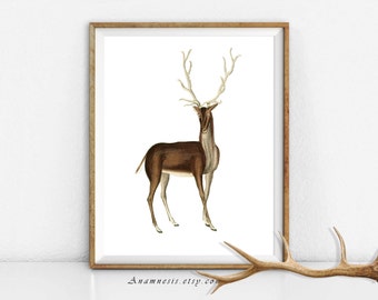 BUCK DEER with ANTLERS - digital download - printable retooled antique illustration - image transfer - totes, pillows, prints, clothes