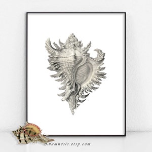 Może przedstawiać: Czarno-biała ilustracja muszli o szczegółowym, skomplikowanym wzorze. Muszla jest jasnoszara i ma delikatną, falbaniastą fakturę.