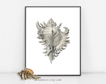 CONCH SHELL - digital download - printable antique illustration retooled by Anamnesis - image transfer - totes, pillows, prints, clothes