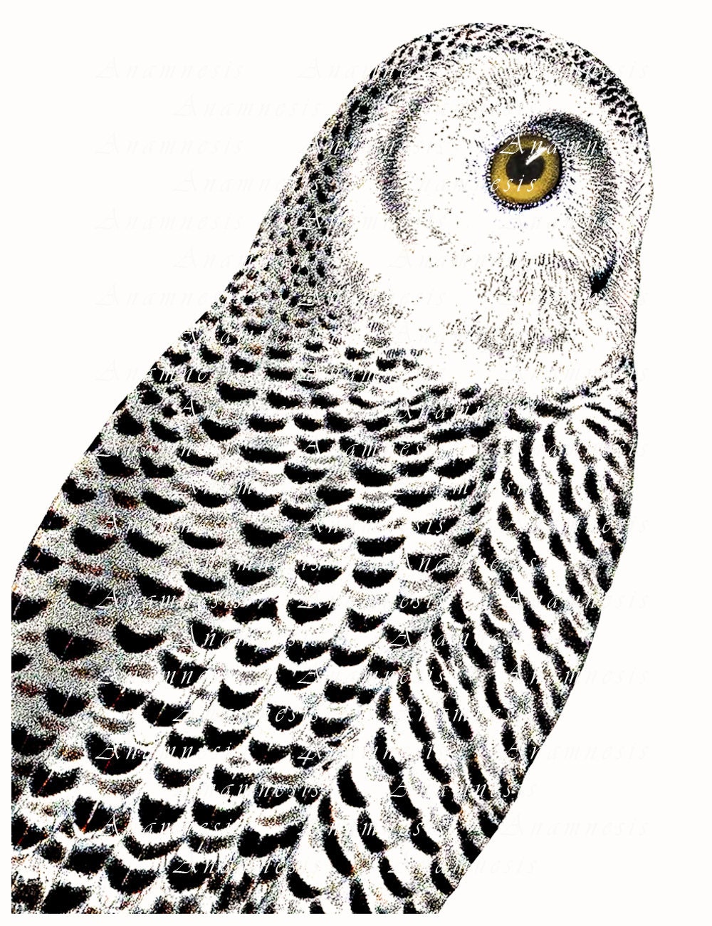 SNOWY OWL Art Print Instant Download Printable Antique Bird ...