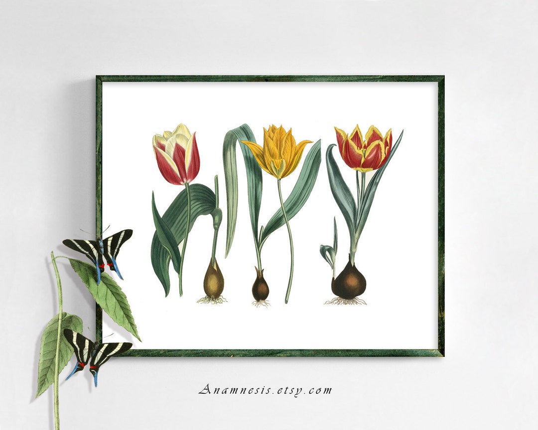 TULIP TRIO Digital Download Printable 1800's Flower Illustrations