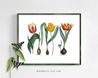 TULIP TRIO - digital download - printable 1800's flower illustrations retooled by Anamnesis - image transfer - totes, pillows, fabric