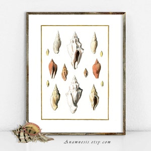 VOLUTE SEA SHELLS - digital download - printable antique illustration for framing, totes, cards, t-shirts etc. - lovely sea life wall decor