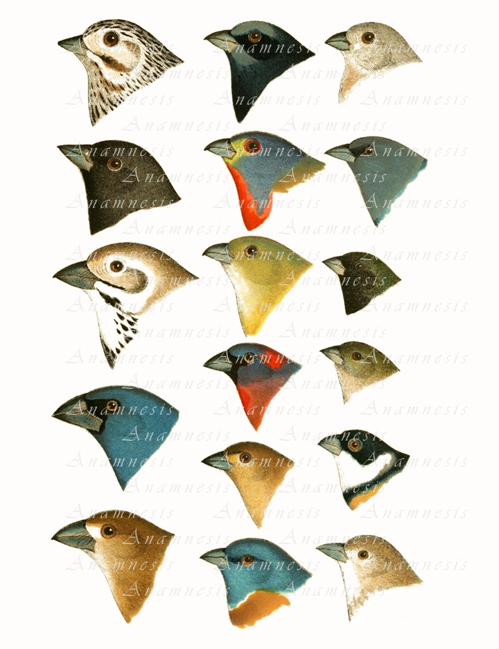 Birds Art Print BIRD HEADS COLLAGE 01 Instant Download Etsy