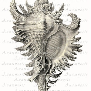 CONCH SHELL Digital Download Printable Antique Illustration Retooled by ...