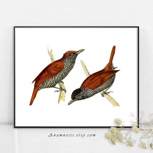 JAILBIRDS - Instant Download - druckbare Antik Vogel Illustration für Drucke, Beutel, Karten, Scrapbooking, Kissen - Natur-Wanddekoration