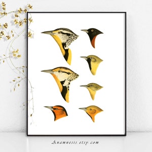Birds Art Print - BIRD HEADS COLLAGE 02 - Instant Download - printable vintage bird illustration for framing, totes, nursery - home decor