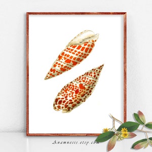 ORANGE SPOTTED SHELLS printable - Instant Download - antique sea shell illustration for framing use on totes, cards, clothes, etc. etc.