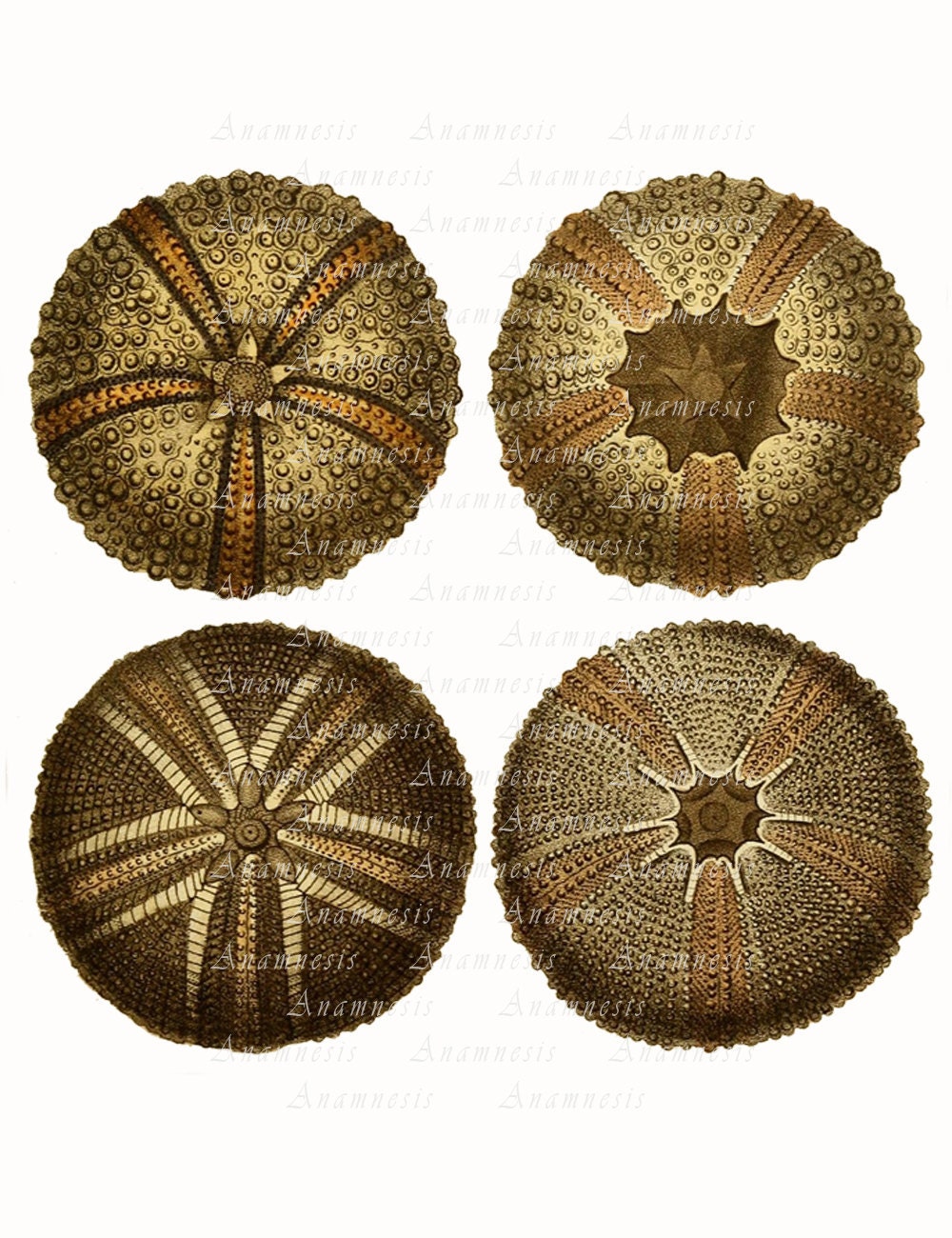 FOUR SEA URCHINS Digital Image Download Printable Antique Sea ...