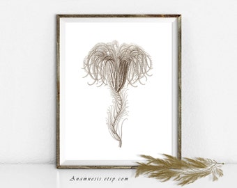 Sea Life Art Print - SEA LILY - Instant Download - printable antique ocean illustration for framing, crafts, totes, fabric, home decor