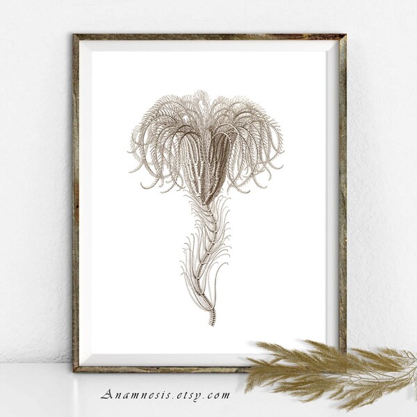 Sea Life Art Print - SEA LILY - Instant Download - printable antique ocean illustration for framing, crafts, totes, fabric, home decor