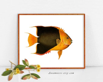 COLORFUL TROPICAL FISH 2- digital image download - large printable antique fish illustration retooled for image transfer - totes, pillows