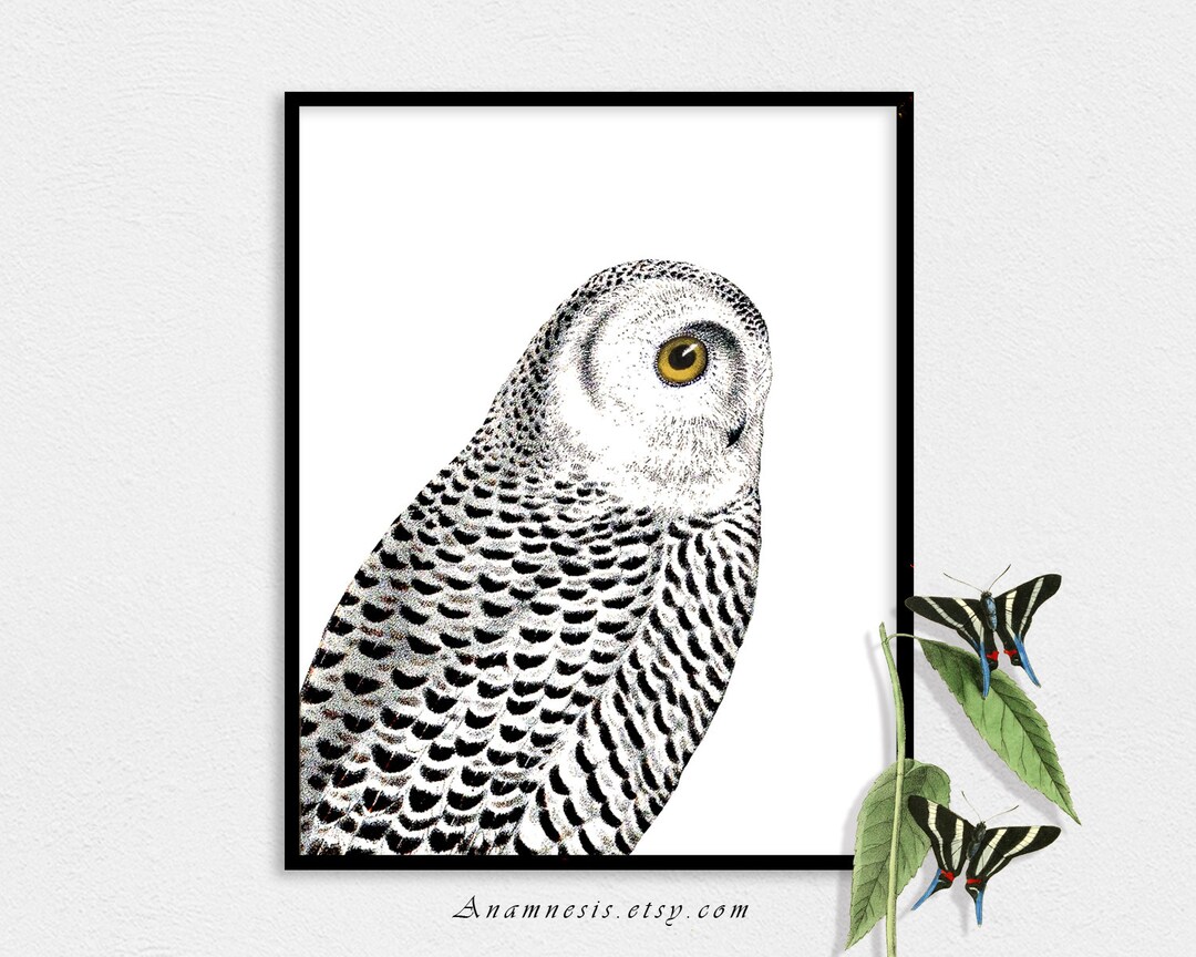 SNOWY OWL Art Print Instant Download Printable Antique Bird ...