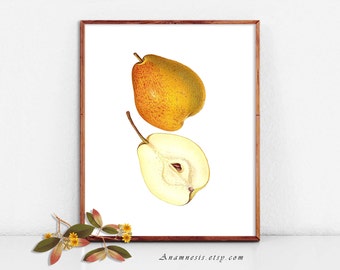PEAR - Instant Digital Download - printable antique fruit illustration for framing, totes, kitchen art, wall decor, mugs, cards, tags
