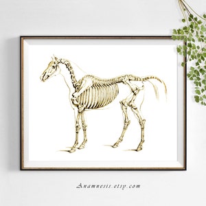 HORSE SKELETON in SEPIA - Instant Digital Download - printable antique horse anatomy illustration for prints, totes, banners, scrapbooking