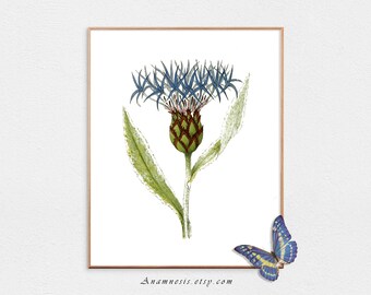 Botanical Print - MOUNTAIN CORN-FLOWER  - digital download - printable flower illustration for prints, totes, pillows, fabric, clothes etc.