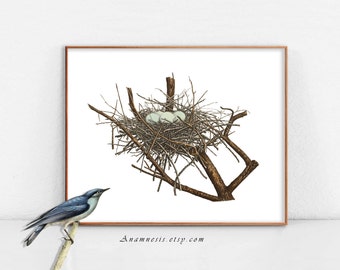 NEST with four BLUE EGGS - Printable Instant Download - a lovely 1800's bird nest illustration for framing, totes, clothes, cards, etc.