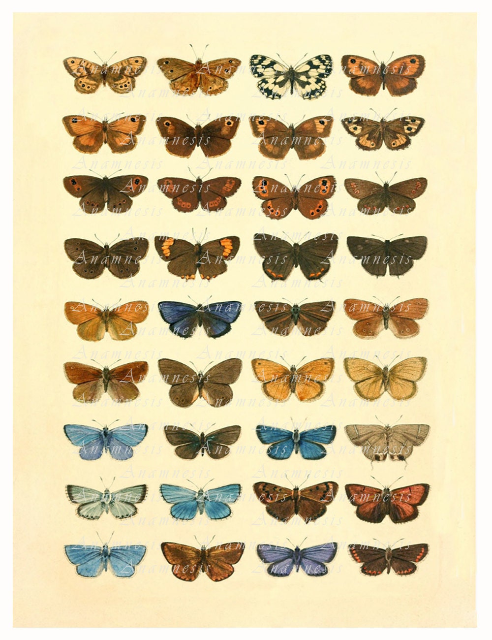 BUTTERFLY COLLECTION Print Digital Download Printable - Etsy