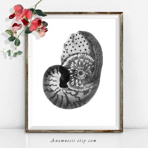May include: Black and white illustration of a nautilus shell with a detailed, intricate pattern. The shell is curled and has a circular opening.