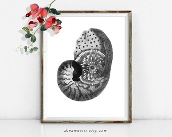 PEARLY NAUTILUS SHELL - digital image download - large printable antique sea shell illustration retooled for image transfer - totes, pillows