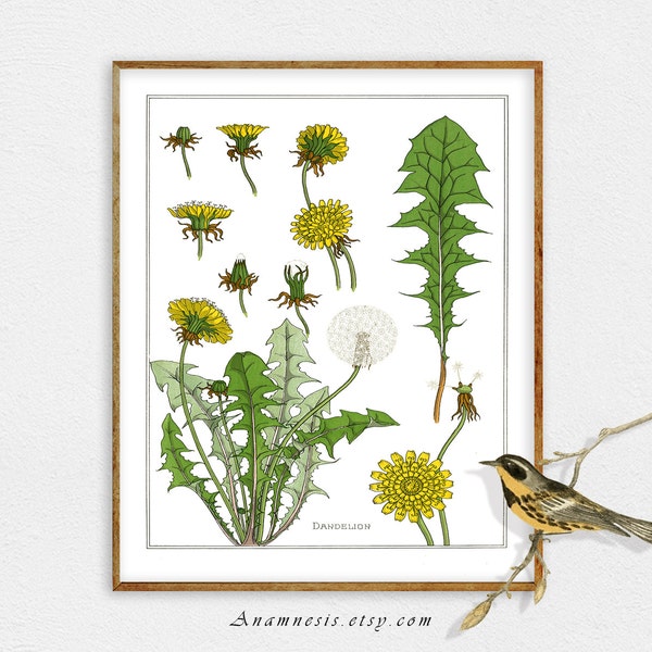 DANDELION COLLAGE SHEET Print - digital image download - printable plant illustration - framable art - image transfer to totes & pillows