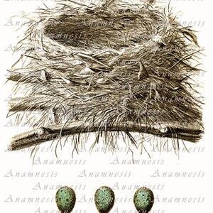 NEST with three BLUE EGGS Instant Download antique bird nest illustration to print and frame or use on totes, pillows, cards, aprons etc. image 3
