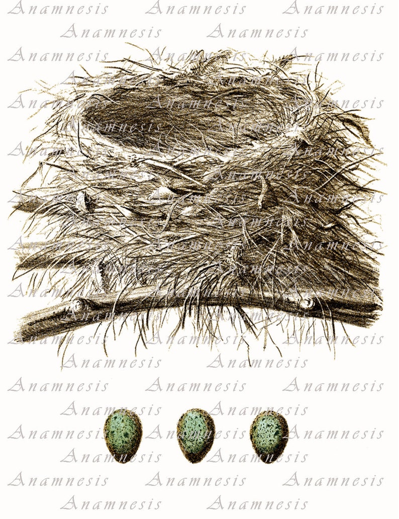 NEST with three BLUE EGGS Instant Download antique bird nest illustration to print and frame or use on totes, pillows, cards, aprons etc. image 3