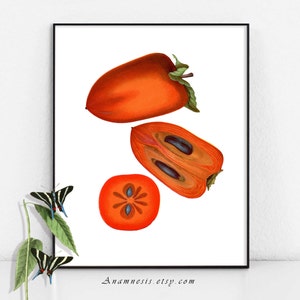 Fruit Art Print - PERSIMMON - Instant Download Image - printable antique fruit illustration for prints, totes, cards - kitchen wall art