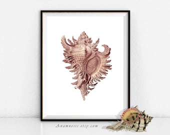 CONCH SHELL in PINK - digital download - printable antique image retooled by Anamnesis - image transfer - totes, pillows, prints, clothes