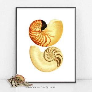 NAUTILUS SEA SHELLS - digital image download - printable antique ocean illustration for prints, totes, bags, cards, tags etc. - home decor