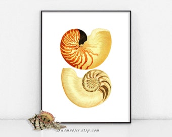 NAUTILUS SEA SHELLS - digital image download - printable antique ocean illustration for prints, totes, bags, cards, tags etc. - home decor