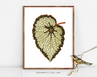 PRETTY LEAF 2 - digital image download - printable antique plant illustration retooled by Anamnesis - image transfer - totes, pillows