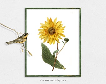 SUNFLOWER - digital download - printable antique flower illustration for framing, totes, nursery, kitchen, t-shirts etc.- lovely wall decor