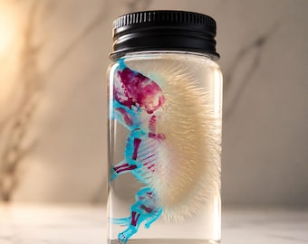 May include: A clear glass jar with a black lid containing a preserved hedgehog specimen. The hedgehog's skeleton is dyed blue, and its internal organs are pink. The hedgehog's quills are a creamy white color.