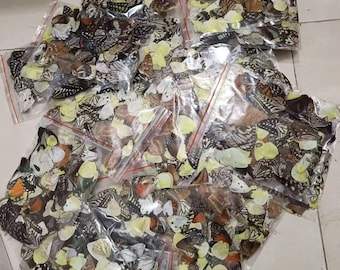 Real Butterfly Wings Craftwork, 100pcs Natural Wings for Earrings Making