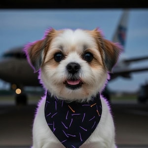 Concorde pet bandana — Tarmac Print