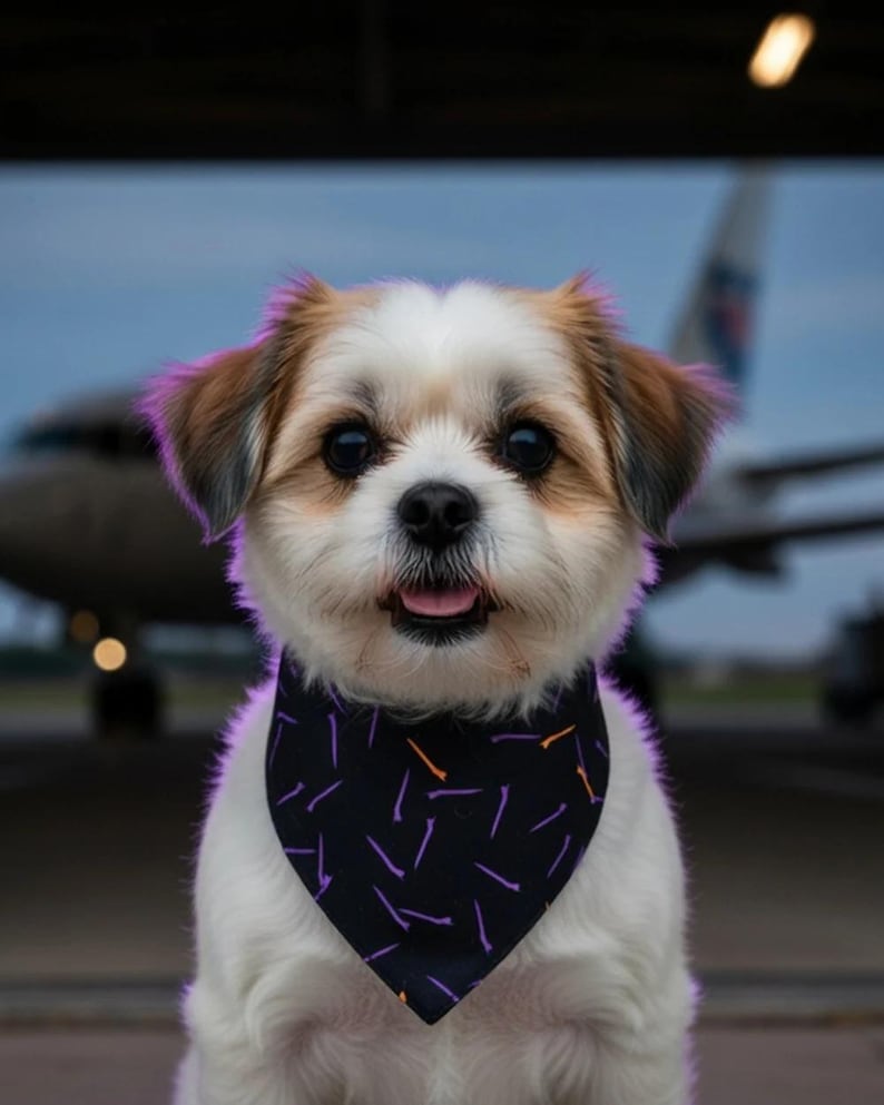 Concorde pet bandana — Tarmac Print