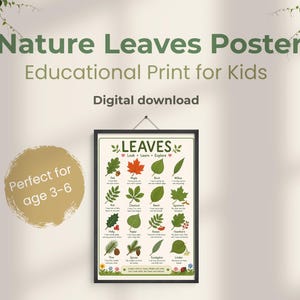 May include: A rectangular educational poster titled LEAVES Look Learn Explore featuring illustrations of various tree leaves including oak, maple, birch, willow, ash, chestnut, beech, sycamore, holly, poplar, rowan, hawthorn, pine, spruce, gum, and linden.