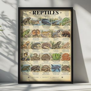 Könnte beinhalten: Ein gerahmtes Lehrplakat mit dem Titel REPTILES AN ILLUSTRATED GUIDE, das detaillierte Zeichnungen verschiedener Reptilien wie Komodowaran, Nilkrokodil, Chamäleon, Königskobra und Schildkröten zeigt, jeweils mit ihrem deutschen und wissenschaftlichen Namen.