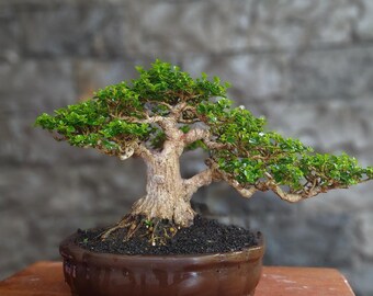 Bonsai Premna Microphylla // bonsai tree // real picture // live plant